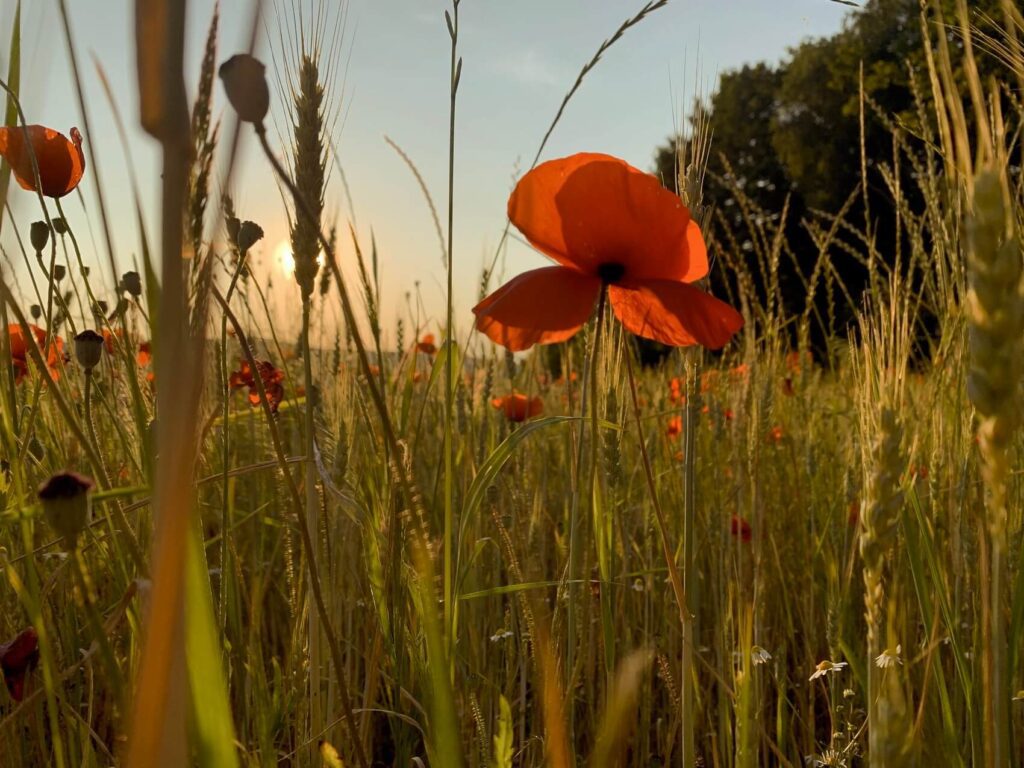 Joli coquelicot sous le soleil