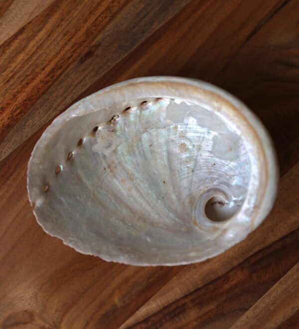 Coquille d'Ormeau naturelle